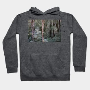 Tall, bare tree trunks. Hoodie